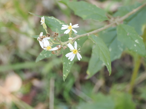 Image of Olearia nernstii by (c) Lucas Christofides, some rights reserved (CC BY)