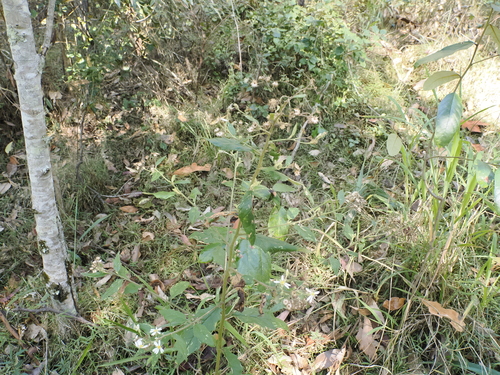 Image of Olearia nernstii by (c) Lucas Christofides, some rights reserved (CC BY)