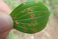 Puccinia porphyrogenita