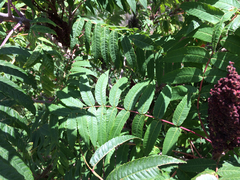 Rhus glabra