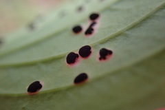 Puccinia porphyrogenita