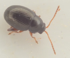 Batophila rubi
