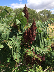 Rhus glabra