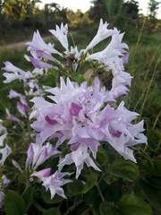 Fridericia platyphylla