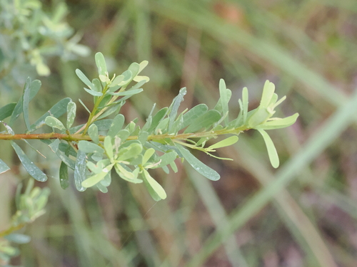 Image of Pultenaea euchila by (c) Lucas Christofides, some rights reserved (CC BY)