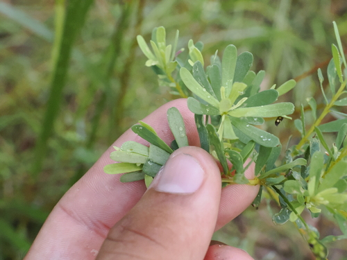 Image of Pultenaea euchila by (c) Lucas Christofides, some rights reserved (CC BY)