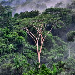 Albizia niopoides