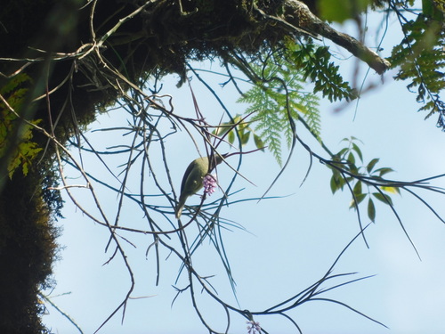White-flanked Sunbird (Aethopyga eximia), photo 6