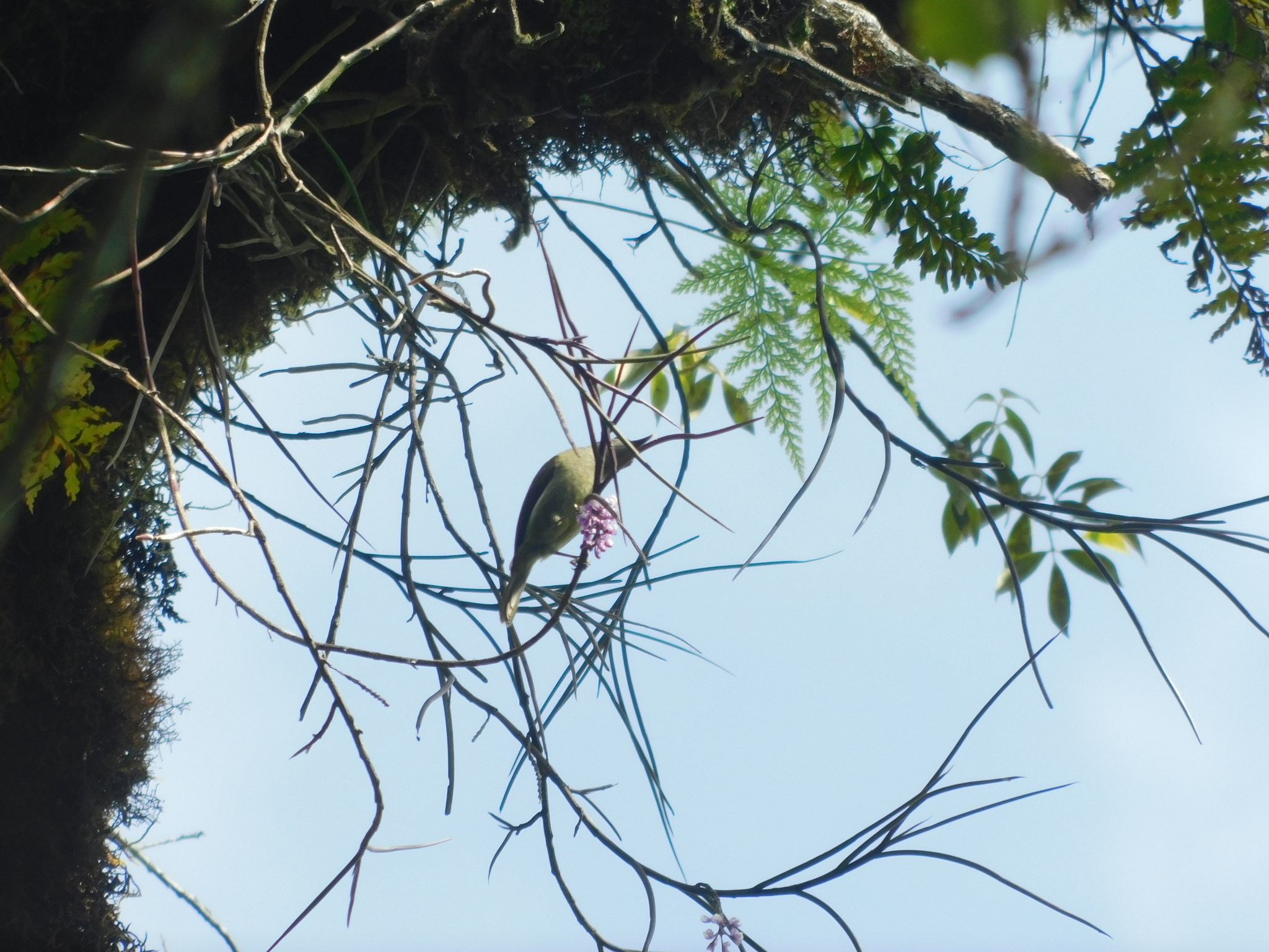 White-flanked Sunbird (Aethopyga eximia), photo 8