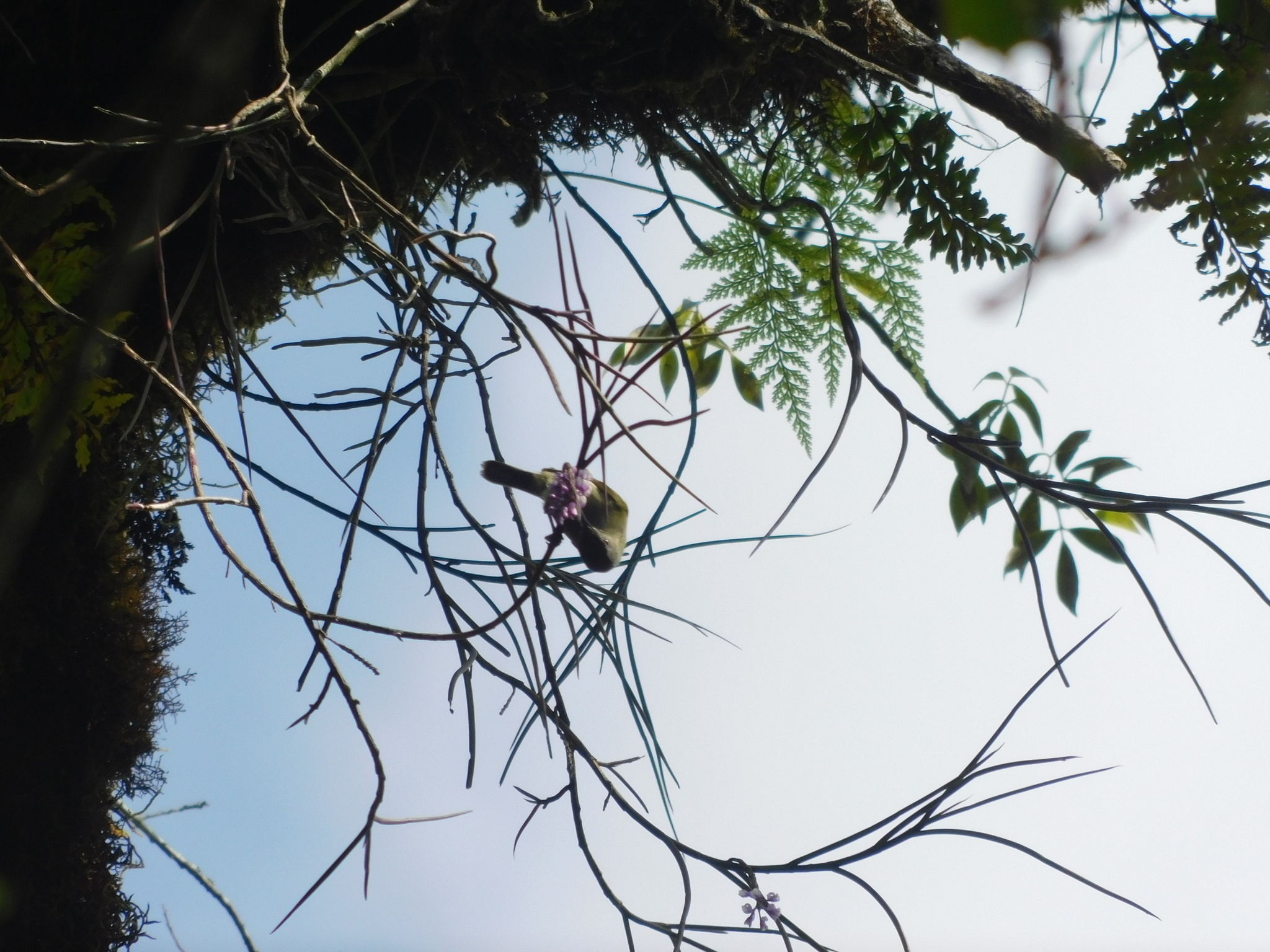 White-flanked Sunbird (Aethopyga eximia), photo 9