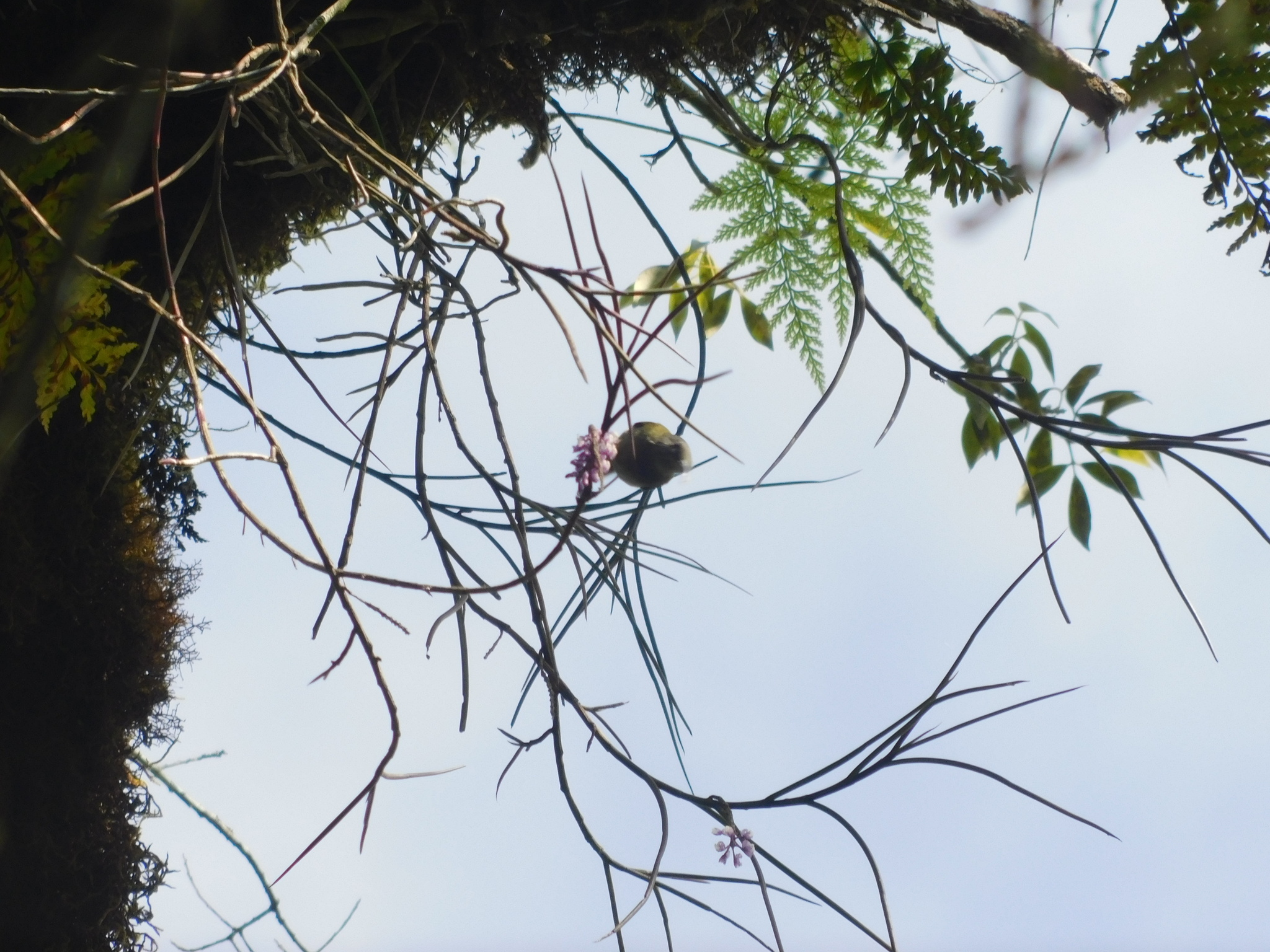 White-flanked Sunbird (Aethopyga eximia), photo 7