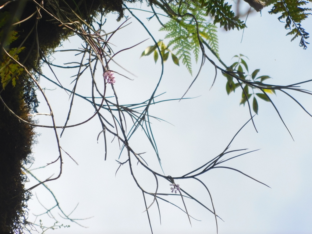 Schoenorchis juncifolia