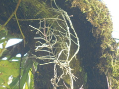 Schoenorchis juncifolia, photograph (c) Ganjar Cahyadi, some rights reserved (CC BY)