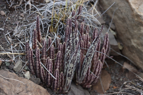 Ceropegia olivacea