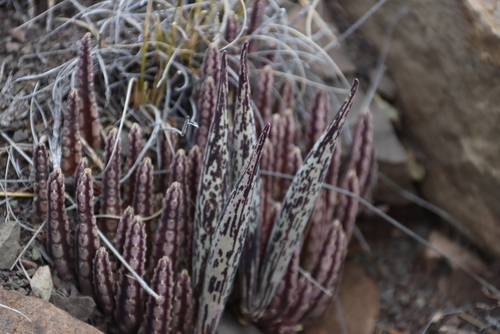 Ceropegia olivacea