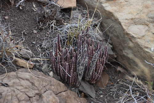 Ceropegia olivacea