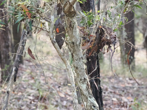 Image of Melaleuca salicina by (c) Lucas Christofides, some rights reserved (CC BY)