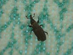 Dryophthorus americanus