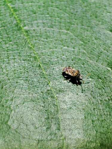Entisberus archetypus observed 2024-11-13