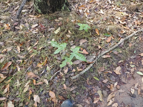 Brachychiton acerifolius