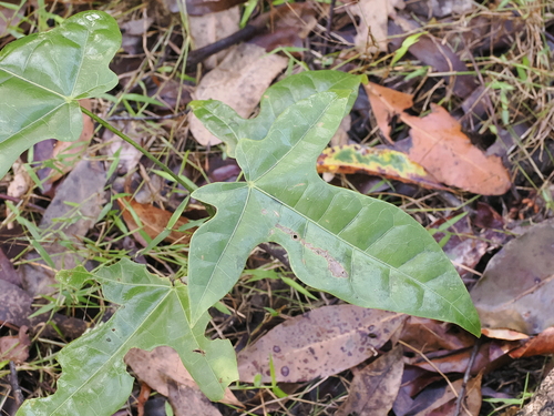 Brachychiton acerifolius