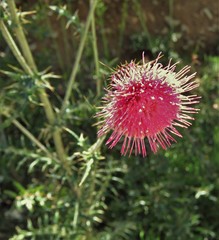 Cirsium pringlei