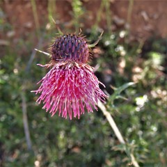 Cirsium pringlei