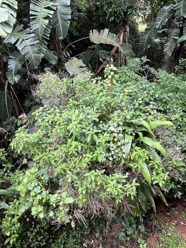 Mackaya bella, photograph 3