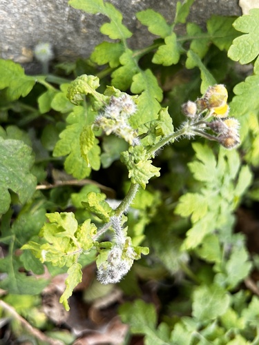 Image of Asian Celandine (Chelidonium asiaticum) by no rights reserved