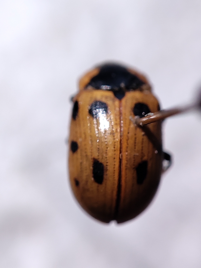 Gonioctena linnaeana