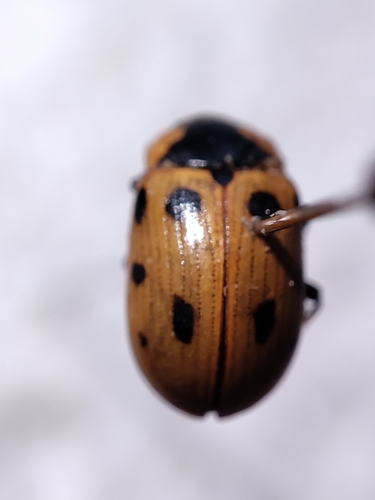Gonioctena linnaeana