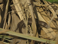 Aspronema dorsivittatum
