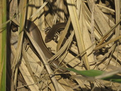 Aspronema dorsivittatum