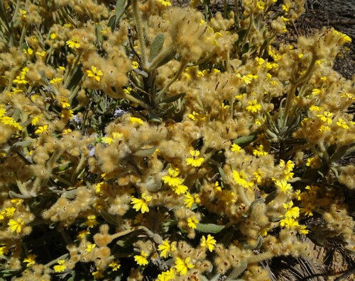 Dampiera luteifolia observed 2024-10-27