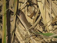 Aspronema dorsivittatum