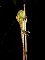 Keeled Helmeted Basilisk photo 2