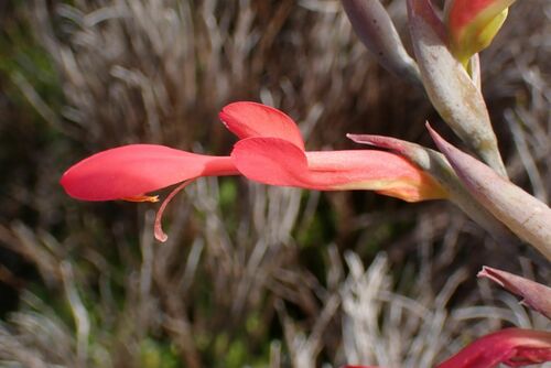 Image of Gladiolus cunonius by no rights reserved