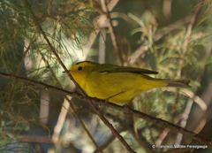 Cardellina pusilla