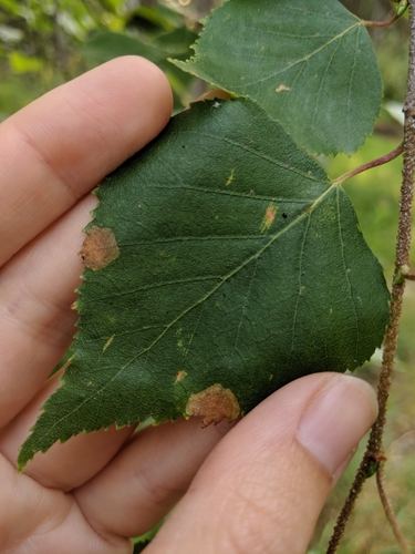 Late Birch Leaf Edgeminer Sawfly photo 5