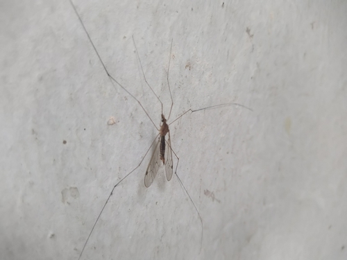 Maekistocera filipes