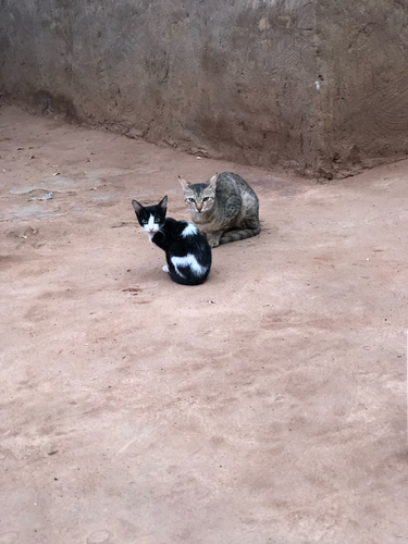 Domestic Cat