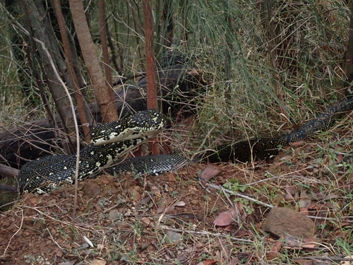 Diamond Python sighting