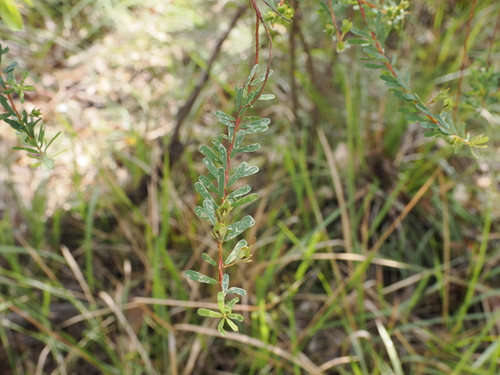Image of Pultenaea euchila by (c) Lucas Christofides, some rights reserved (CC BY)