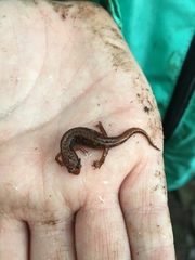 Desmognathus wrighti