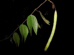 Bauhinia ungulata