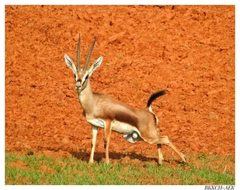 Cuvier's Gazelle photo 4
