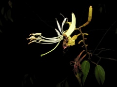Bauhinia ungulata