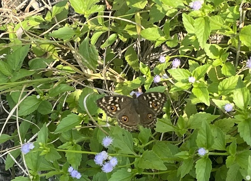 Lemon Pansy