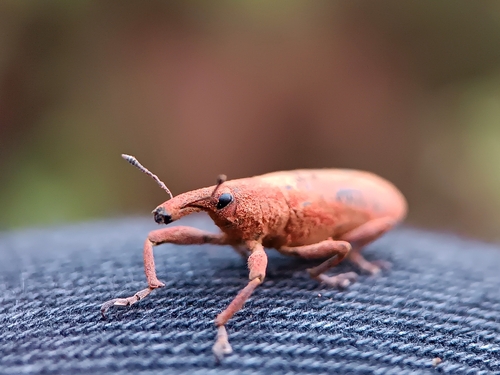 Elongated Bean Weevil, רמת גן, ישראל, photo 6 of 10
