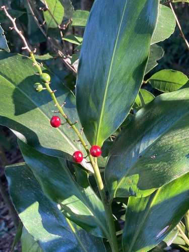 Alpinia intermedia iNat (3)
